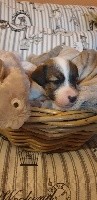 Du Clos Des Ollagniers - Jack Russell Terrier - Portée née le 20/01/2021