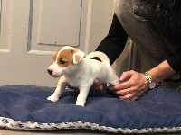 Du Clos Des Ollagniers - Jack Russell Terrier - Portée née le 29/09/2018
