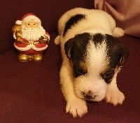 Du Clos Des Ollagniers - Jack Russell Terrier - Portée née le 23/11/2020