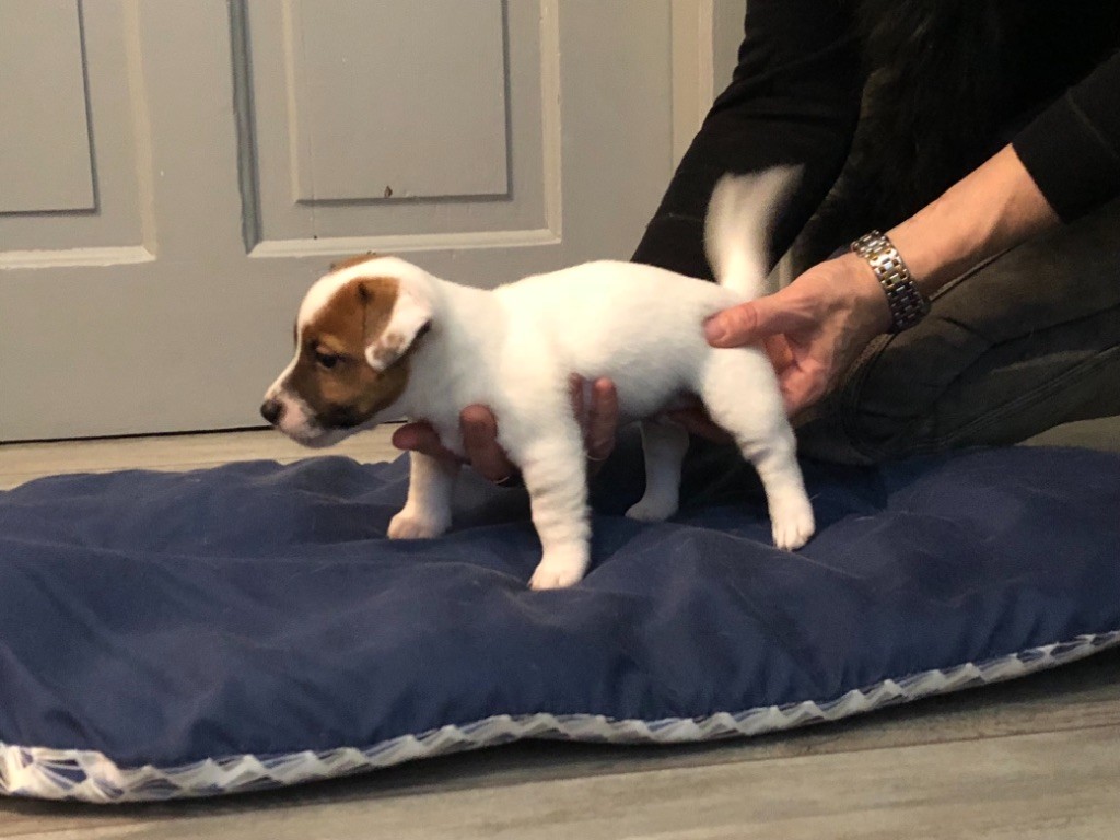 Du Clos Des Ollagniers - Jack Russell Terrier - Portée née le 29/09/2018