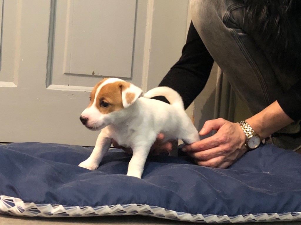 Du Clos Des Ollagniers - Jack Russell Terrier - Portée née le 29/09/2018