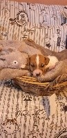 CHIOT
