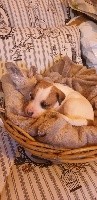 CHIOT