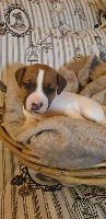 CHIOT